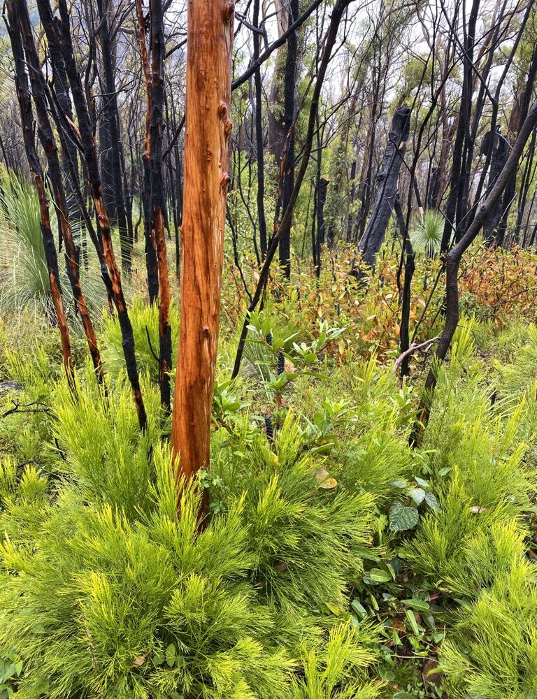 New growth of trees after bush fire