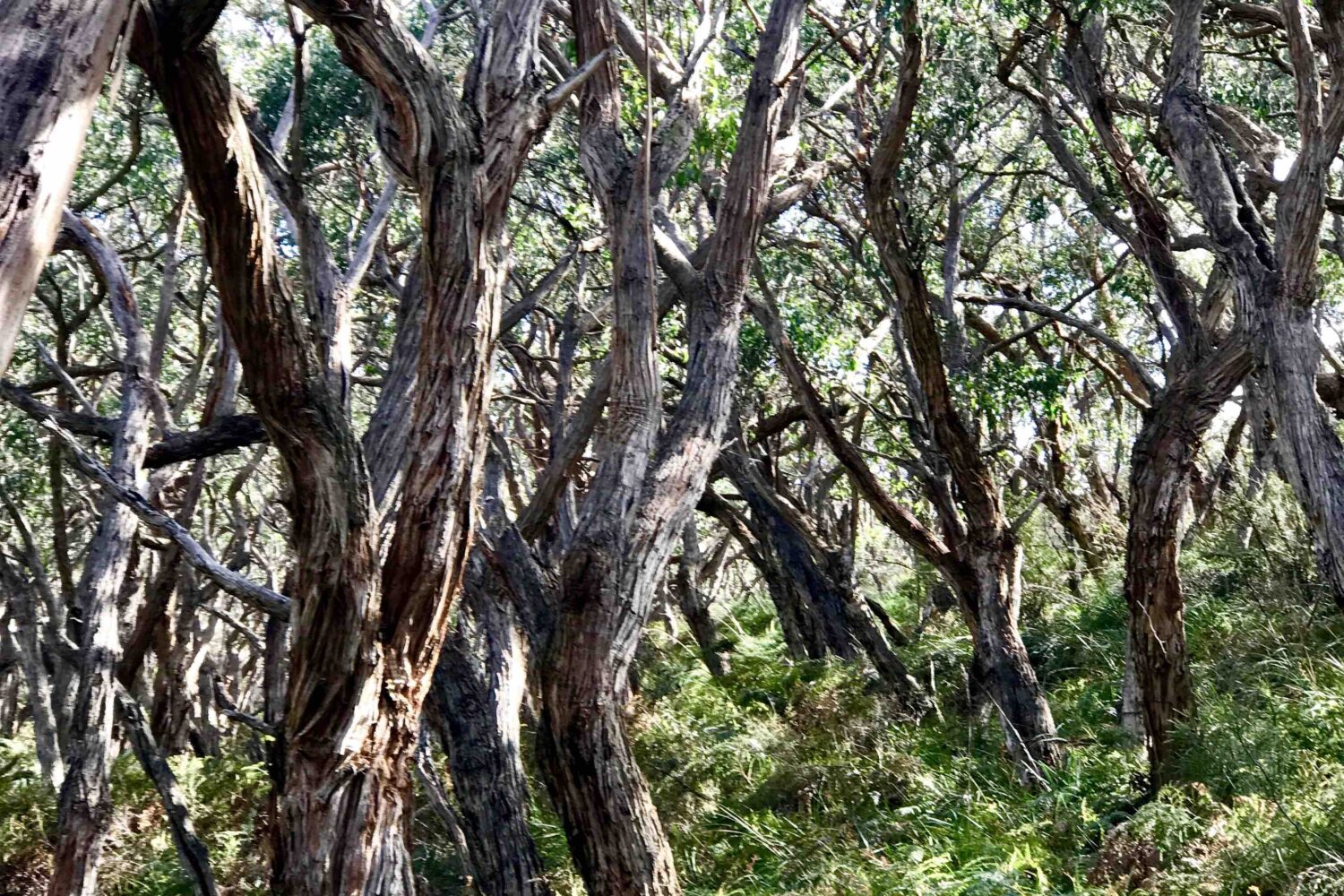 Great Ocean Road Forest