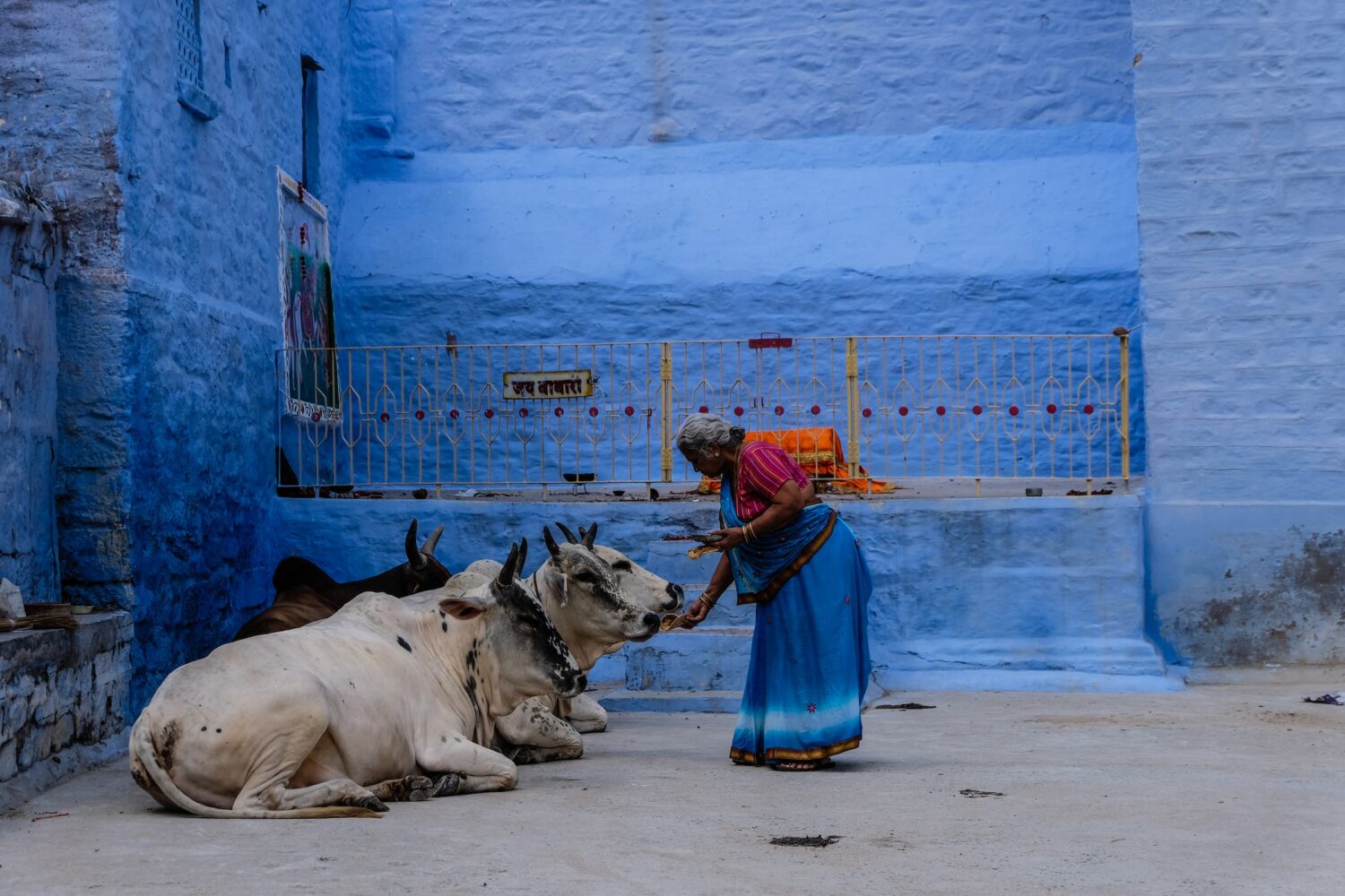 Sacred cow, India