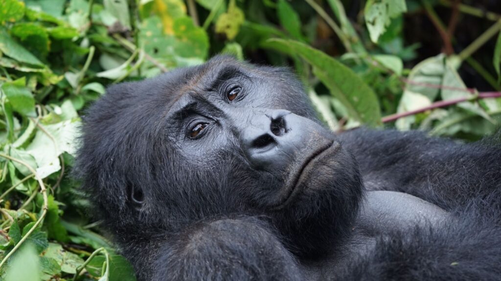 Uganda Image