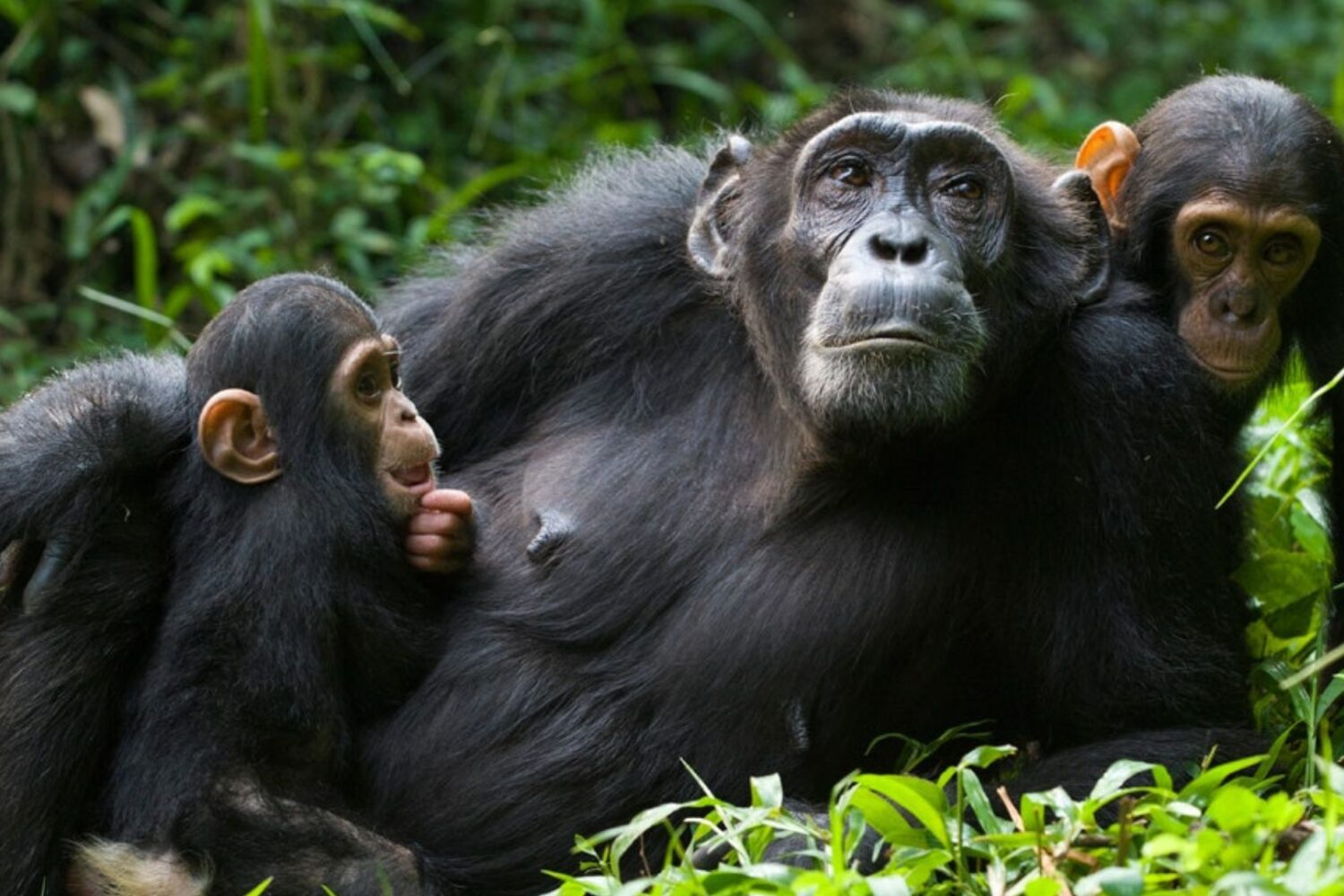 Uganda Image