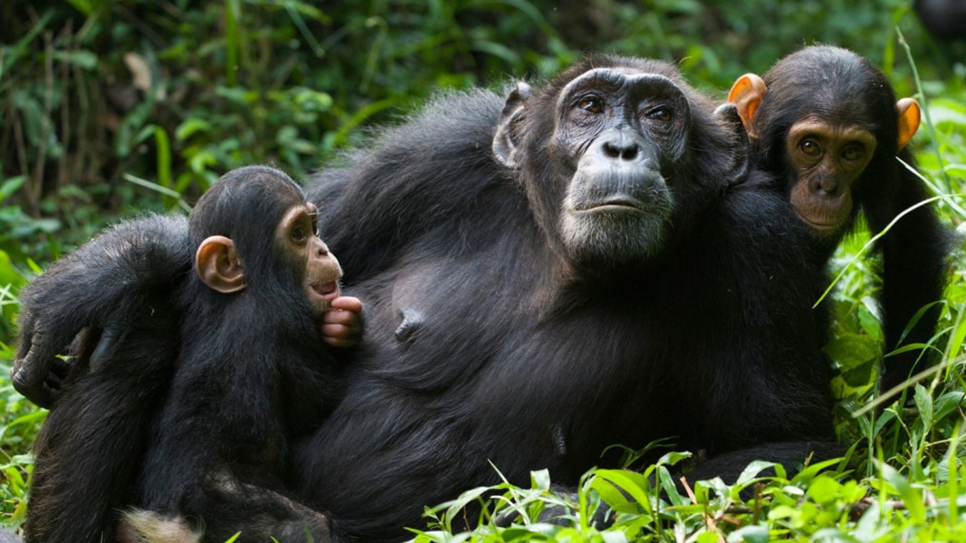 Uganda Image