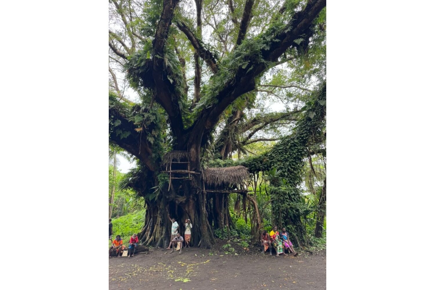 Tanna Island Vanuatu Image