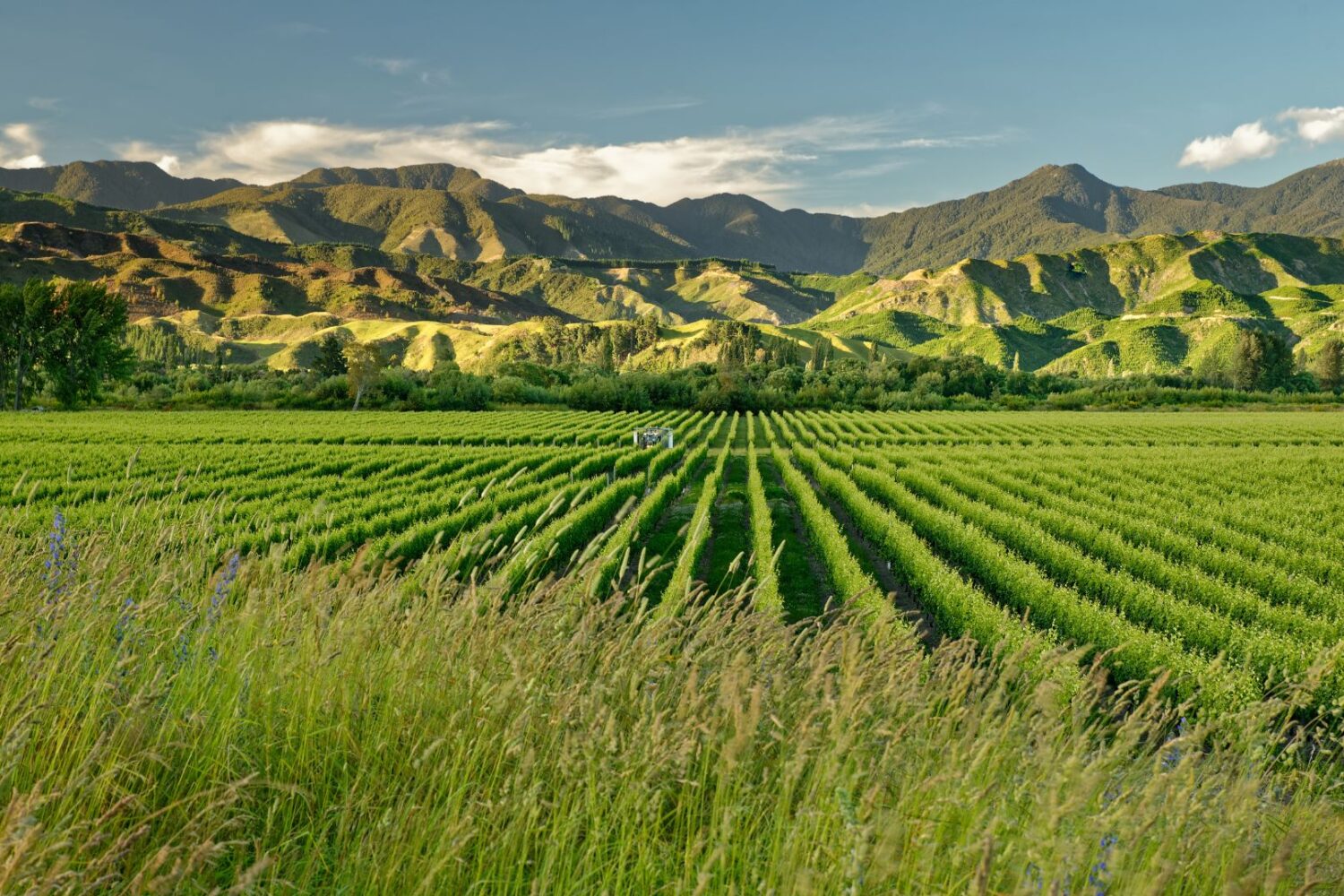 Marlborough Winery