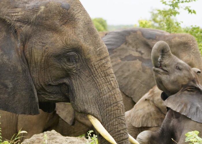 South African Elephant