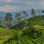 Sri Lanka countryside