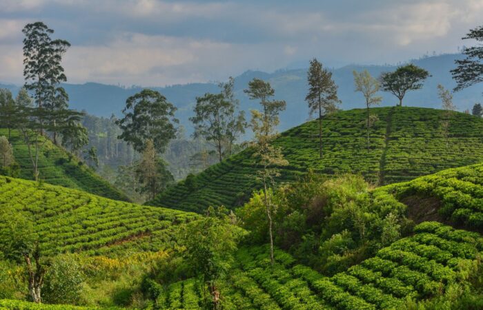 Sri Lanka countryside