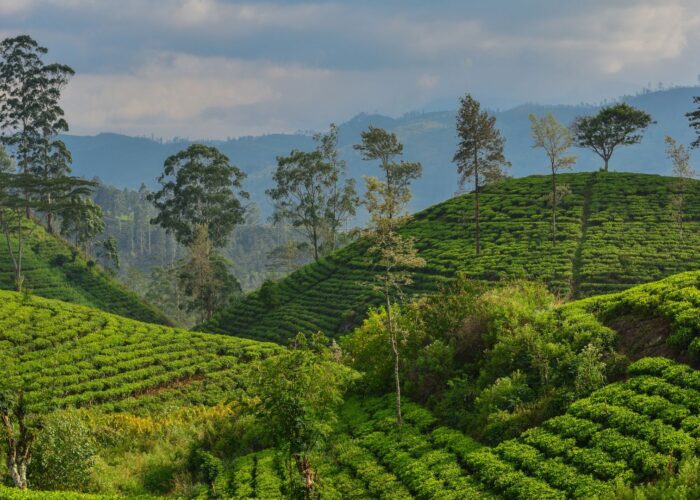 Sri Lanka countryside