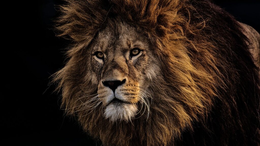 Itinerary Lion