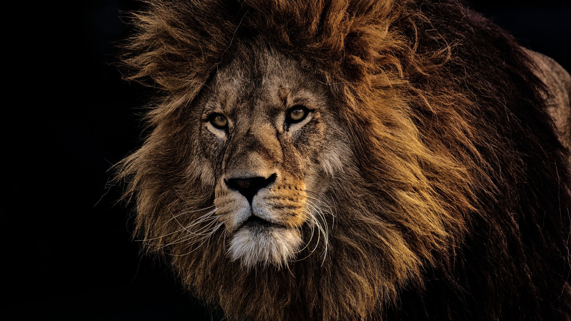 Itinerary Lion