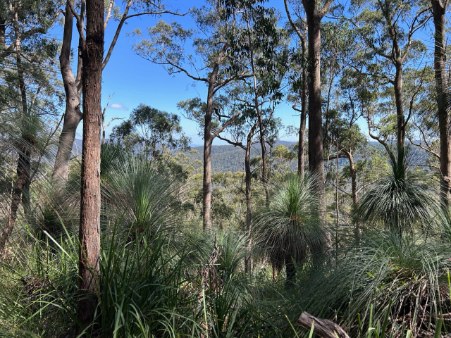 Goomburra Ridge Track
