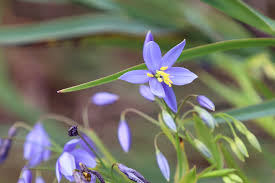 Allora Mountain Flora & Fauna Reserve